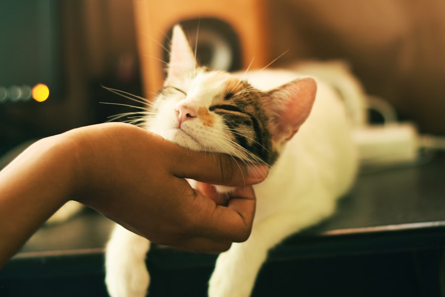 Chat calme à la maison