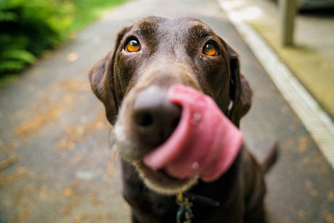 Chien heureux avec son maître
