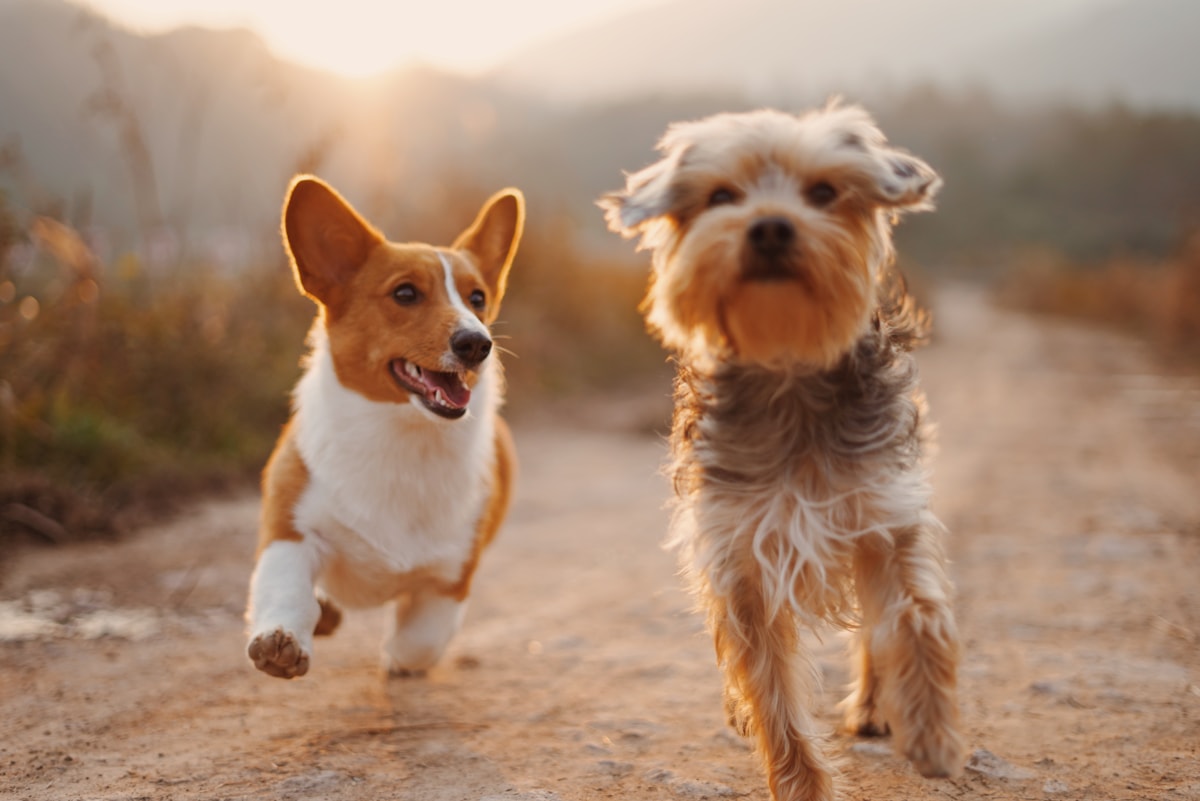 Deux chiens heureux en extérieur