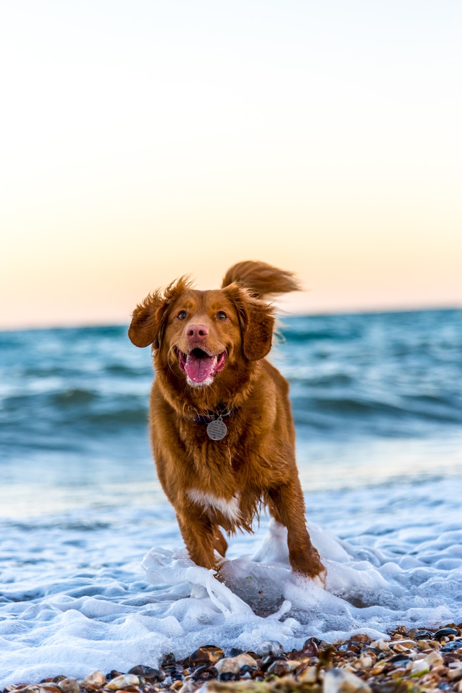 Chien en promenade
